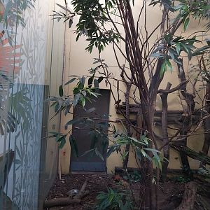 Birdhouse - Bird-of-Paradise aviary - Twelve-wired bird-of-paradise (Seleucidis melanoleuca)