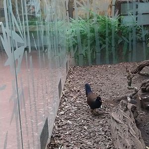 Birdhouse - Bird-of-Paradise aviary - White-naped pheasant-pigeon (Otidiphaps aruensis)