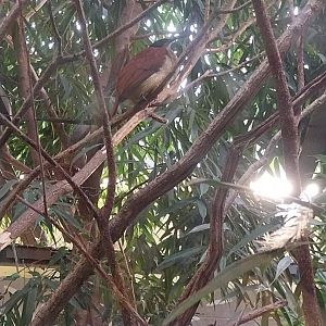 Birdhouse - Bird-of-Paradise aviary - Twelve-wired bird-of-paradise (Seleucidis melanoleuca)