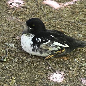 Aviary - Barrow's Goldeneye (Bucephala islandica)