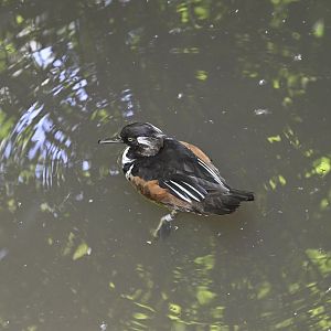 Aviary - Hooded Merganser (Lophodytes cucullatus)
