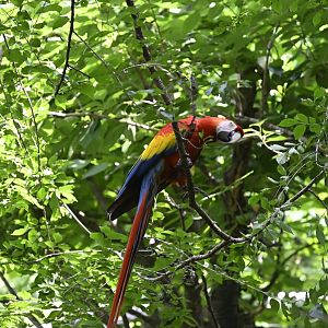 Aviary - Scarlet Macaw (Ara macao)