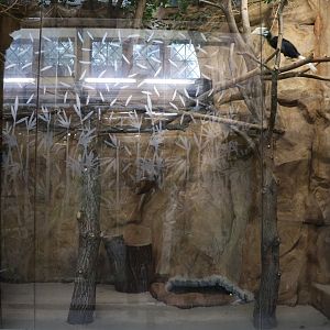 Birdhouse - Palawan hornbill (Anthracoceros marchei)