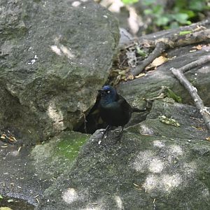 Aviary - Common Grackle (Quiscalus quiscula)