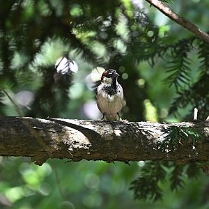 Aviary - House Sparrow (Passer domesticus)