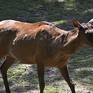 Plains - Roosevelt Elk (Cervus canadensis roosevelti)