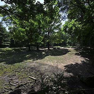Plains - Roosevelt Elk (Cervus canadensis roosevelti) Exhibit