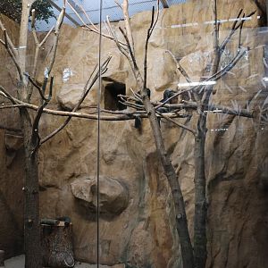 Birdhouse - Black hornbill (Anthracoceros malayanus)