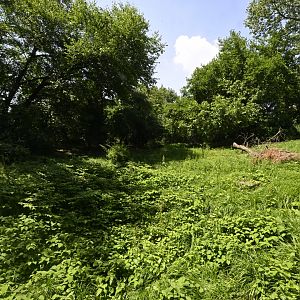 Plains - Coyote (Canis latrans) Exhibit