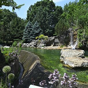 Sea Lion Court - California Sea Lion (Zalophus californianus) Exhibit