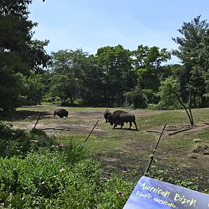 Plains - American Bison (Bison bison) Exhibit