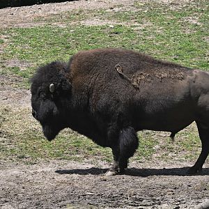 Plains - American Bison (Bison bison)