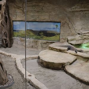 Reptile House - Komodo dragon (Varanus komodoensis)