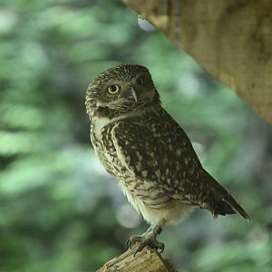 Central/South America Exhibits - Burrowing Owl (Athene cunicularia)