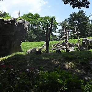 Central/South America Exhibits - Spectacled Bear (Tremarctos ornatus) Exhibit