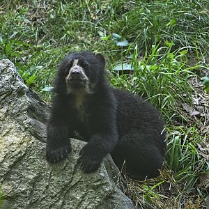 Central/South America Exhibits - Spectacled Bear (Tremarctos ornatus) Cub