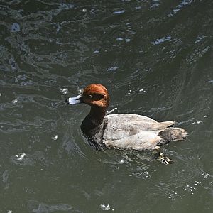 Wetlands - Redhead (Aythya americana)