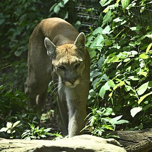 Wetlands - Mountain Lion (Puma concolor)