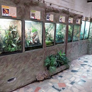 Reptile House - Poison Dart Frog section