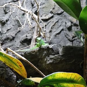 Reptile House - Fiji banded iguana (Brachylophus fasciatus)