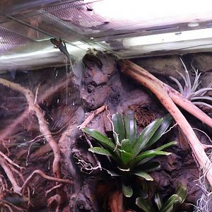 Reptile House - Mauritius ornate day gecko (Phelsuma ornata)