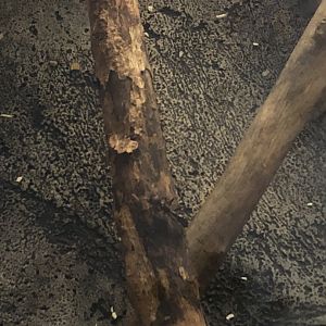 08/15/2018 -  Bullet Ant (Paraponera clavata)