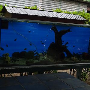 Zoológico Nacional de Nicaragua: cichlid tank #2