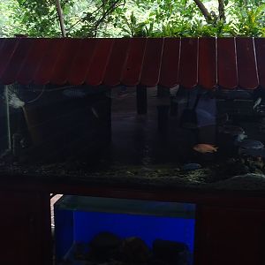 Zoológico Nacional de Nicaragua: cichlid tank #1