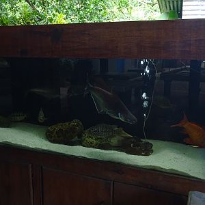 Zoológico Nacional de Nicaragua: giant catfish tank