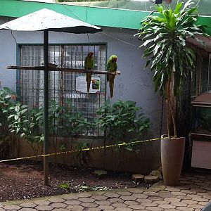 Zoológico Nacional de Nicaragua: Great green macaw