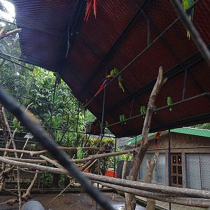 Zoológico Nacional de Nicaragua: Mixed aviary