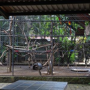 Zoológico Nacional de Nicaragua: Mixed aviary