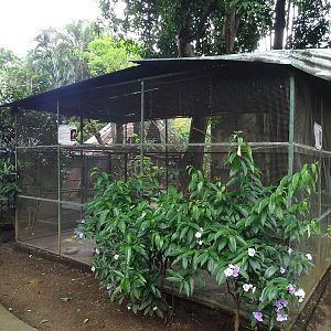 Zoológico Nacional de Nicaragua: Lovebirds / whistling ducks