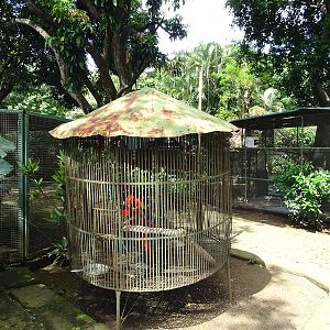 Zoológico Nacional de Nicaragua: Scarlet macaw cage