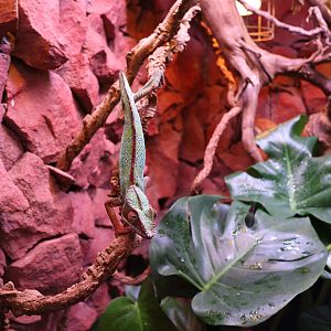 Reptile House - Gecko species?