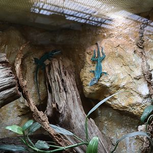 Reptile House - Gecko species?