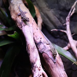 Reptile House - Gecko species?