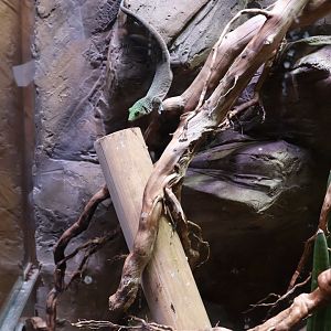 Reptile House - Gecko species?