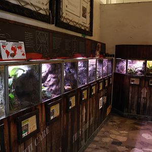 Reptile House - Bird-eater & Tarantula section