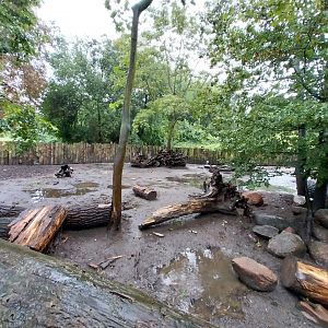 Red river hog enclosure