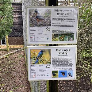 Bird signage - White Crowned Robin Chat and Red Winged Starling, Hamerton, UK