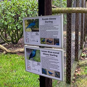 Bird Signage - Purple Glossy and Lesser Blue Eared Glossy Starlings, Hamerton, UK