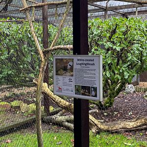 Bird Signage - White Crested Laughing Thrush, Hamerton, UK