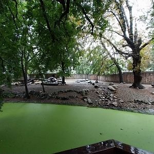 Shensi or Golden takin enclosure