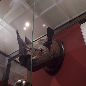Black rhinoceros head (taken at Kelvingrove museum) 12.2.24