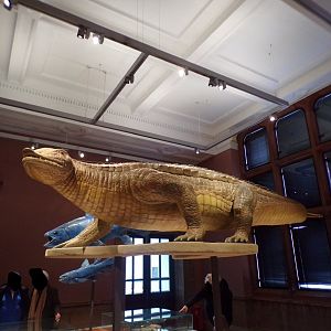 Stagonolepsis model (taken at Kelvingrove museum) 12.2.24