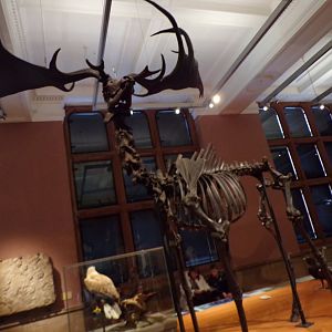Megaloceros skeleton (taken at Kelvingrove museum) 12.2.24