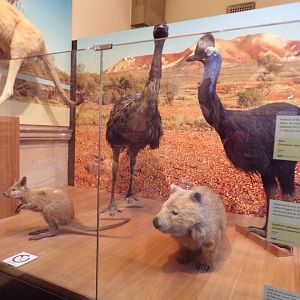 Australian animals (taken at Kelvingrove museum) 12.2.24