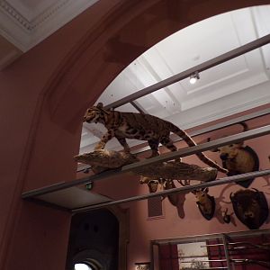 Clouded leopard (taken at Kelvingrove museum) 12.2.24