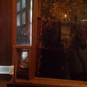 Bee hive area (with access to the outdoors) (taken at Kelvingrove museum) 12.2.24